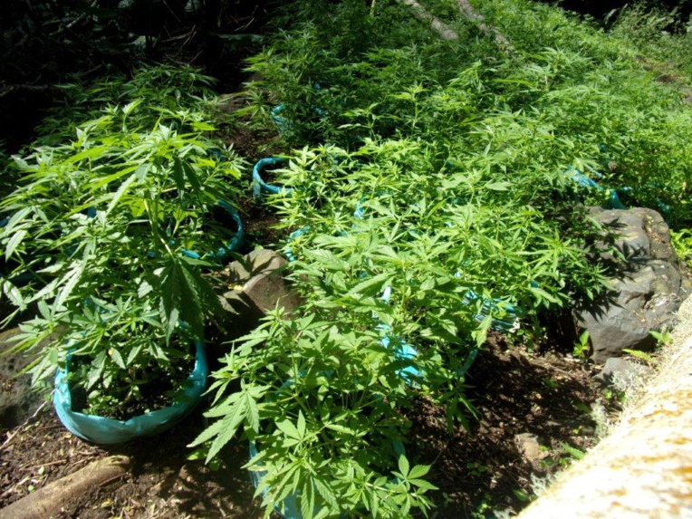 Découverte de plants de cannabis à Rurutu