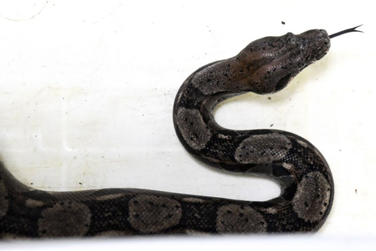 Attaquée par son boa, elle appelle les pompiers, qui décapitent le serpent Attaquée par son boa, elle appelle les pompiers, qui décapitent le serpent