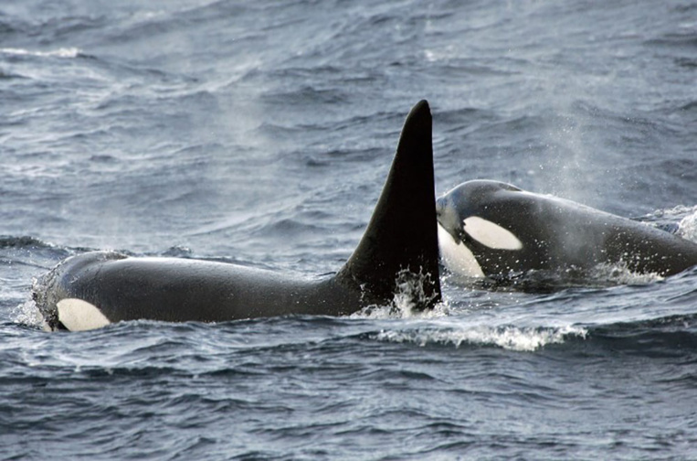 En Russie, la chasse à outrance de bélougas et orques inquiète les scientifiques