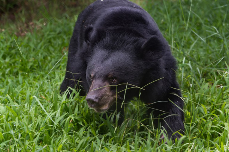 Suède: un ours tue un soigneur dans un parc animalier Suède: un ours tue un soigneur dans un parc animalier