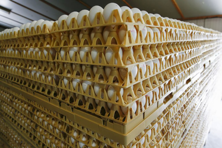 Des millions d'oeufs néerlandais contaminés retirés de la vente dans un scandale sanitaire Des millions d'oeufs néerlandais contaminés retirés de la vente dans un scandale sanitaire