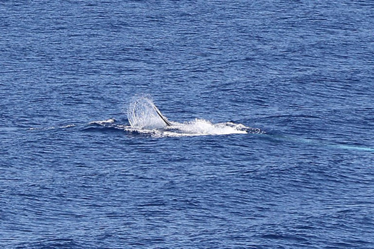 Australie: une baleine heurte un bateau et blesse des passagers