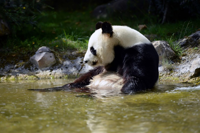 Le zoo de Beauval aux petits soins pour le premier bébé panda de France Le zoo de Beauval aux petits soins pour le premier bébé panda de France