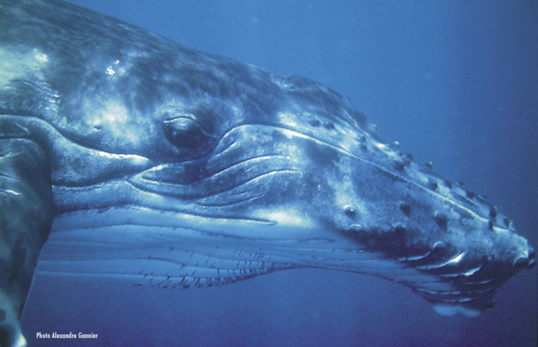 Baleines et dauphins, un lien étroit avec le peuple ma’ohi Baleines et dauphins, un lien étroit avec le peuple ma’ohi
