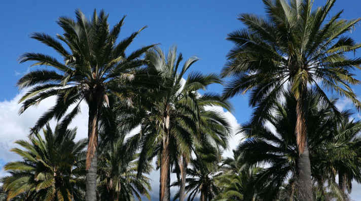 Le palmier du chili, sauvé dans son pays, pourrit redonner à l’île de Pâques son véritable aspect antérieur à l’arrivée des Polynésiens.