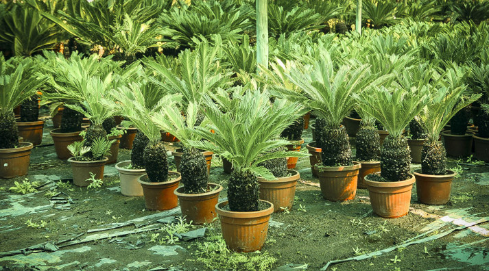 La fondation chilienne dispose de milliers de jeunes plants prêts à être amenés à l’île de Pâques si le besoin est clairement exprimé.
