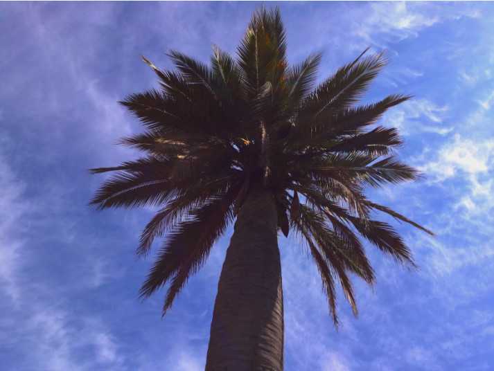 Le palmier du Chili, comme c’était le cas de celui de l’île de Pâques, peut dépasser vingt-cinq mètres de hauteur.