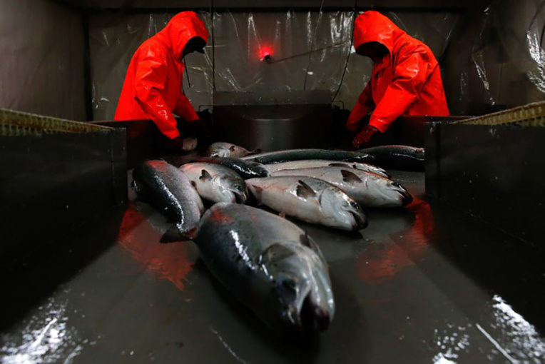 Du saumon transgénique vendu au Canada inquiète les écologistes Du saumon transgénique vendu au Canada inquiète les écologistes