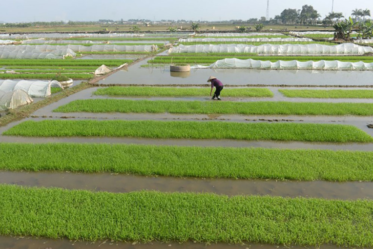 Au Vietnam, la crevette, bonne fortune des riziculteurs