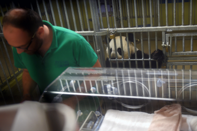 Page enfant : Deux pandas nés en captivité en France