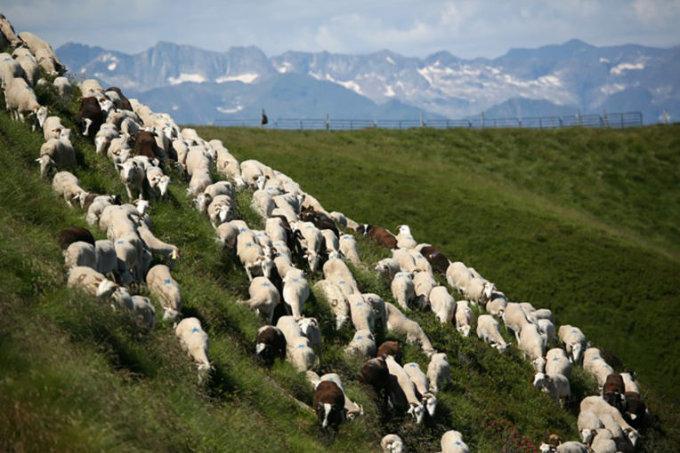 Près de 300 brebis tuées en un mois dans les Pyrénées: l'ours accusé Près de 300 brebis tuées en un mois dans les Pyrénées: l'ours accusé