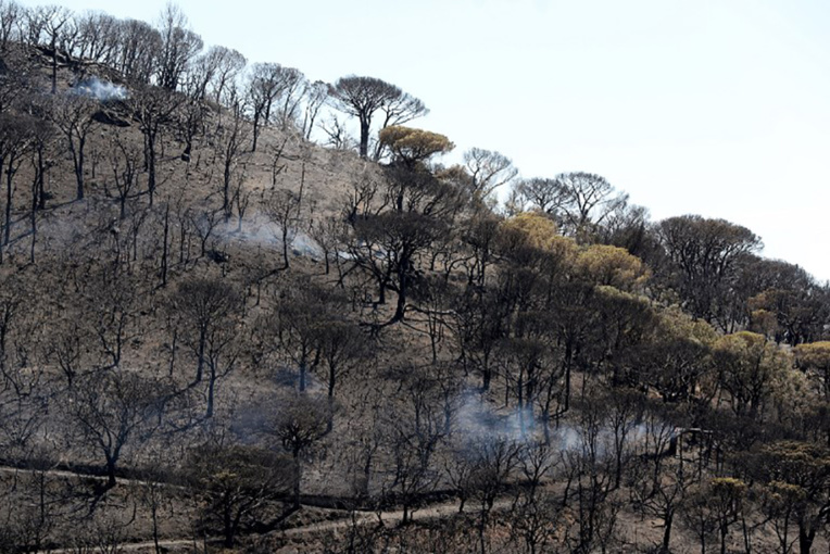 Saint-Tropez: après les incendies, des aides pour restaurer un paysage unique