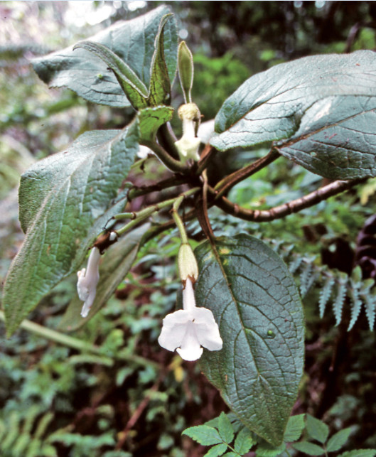 Cyrtandra mucronata aime les sous-bois ombragés et humides. Famille des Gesneriaceae.