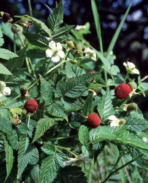 Rubus rosaefolius, les petites framboises tahitiennes. Ne récoltez que les fruits en hauteur, ceux près du sol peuvent être souillés par de l’urine animale et porteurs de la leptospirose. Famille des Rosaceae.