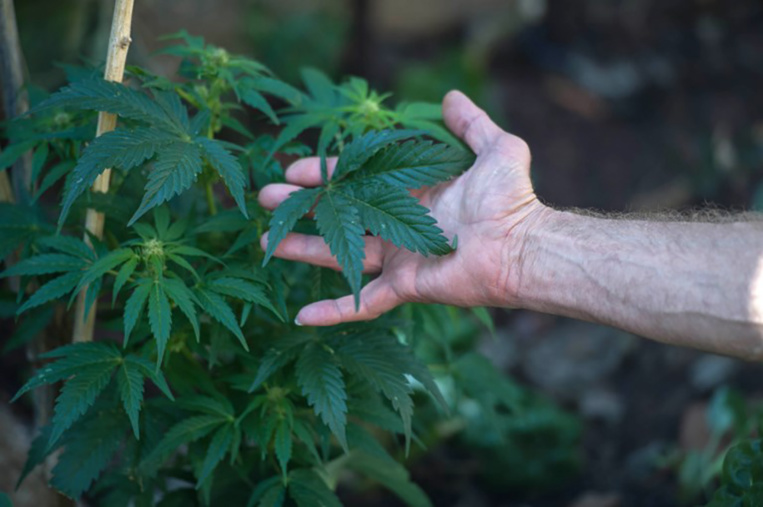 Remède ou drogue: le cannabis "thérapeutique" fait débat en Afrique du Sud