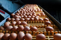 L'Espagne découvre à son tour des ovoproduits contaminés au fipronil L'Espagne découvre à son tour des ovoproduits contaminés au fipronil