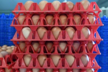 Des oeufs contaminés en Asie, l'UE convoque les pays touchés Des oeufs contaminés en Asie, l'UE convoque les pays touchés