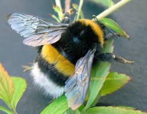 Les bourdons menacés d'extinction par un pesticide néonicotinoïde (étude) Les bourdons menacés d'extinction par un pesticide néonicotinoïde (étude)