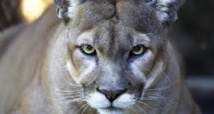Brésil: un puma évacué d'un bureau en pleine ville