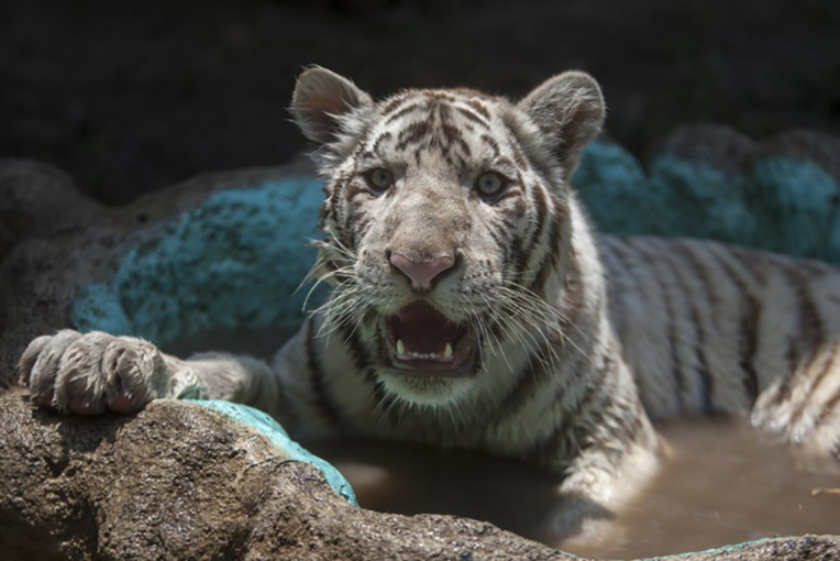 Un tigre baptisé "Gignac" en l'honneur de l'attaquant français de Monterrey Un tigre baptisé "Gignac" en l'honneur de l'attaquant français de Monterrey