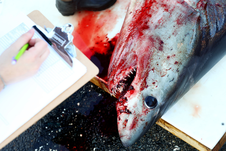 Galapagos: un équipage chinois détenu pour pêche illégale de requins Galapagos: un équipage chinois détenu pour pêche illégale de requins