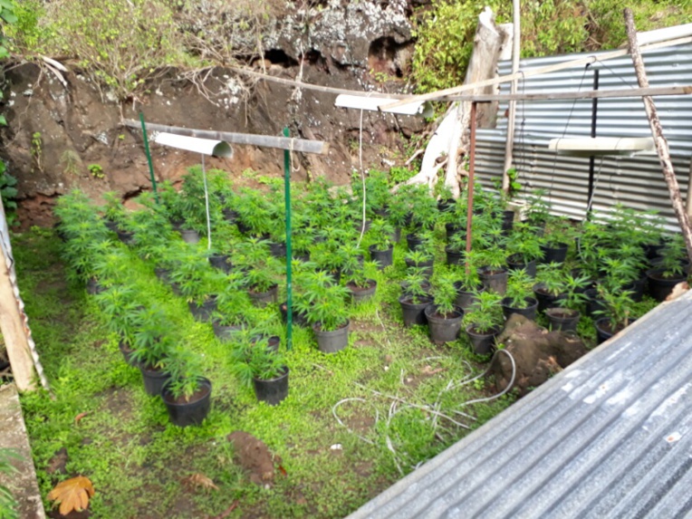 427 plants de pakalolo détruits à Huahine 427 plants de pakalolo détruits à Huahine