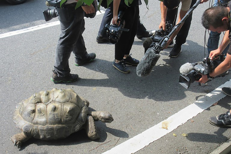 Japon: une tortue géante retrouvée à 140m du zoo après une escapade de deux semaines