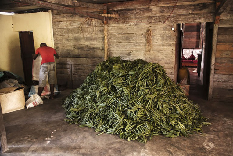 A Madagascar, le prix de la vanille face à une flambée historique A Madagascar, le prix de la vanille face à une flambée historique