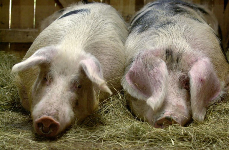 Des cochons, sauvés par les pompiers, finissent sur leur barbecue Des cochons, sauvés par les pompiers, finissent sur leur barbecue