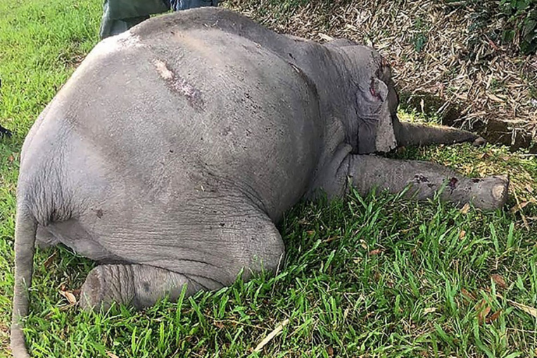 Malaisie: un éléphant tué par un car de touristes