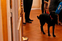Macron installe Nemo, un labrador noir croisé de griffon, à l'Elysée