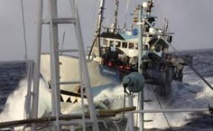 Sea Shepherd renonce à traquer les baleiniers japonais dans le Grand Sud Sea Shepherd renonce à traquer les baleiniers japonais dans le Grand Sud
