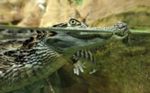 Harvey et ses inondations font surgir la crainte des alligators Harvey et ses inondations font surgir la crainte des alligators