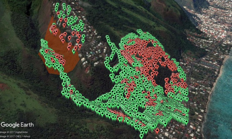 La colonie de la falaise de Te Maru Ata, en rouge à gauche, qui a été traitée par drone tandis qu'à l’embouchure de cette vallée vit la mégacolonie de PFF du PK 17 La colonie de la falaise de Te Maru Ata, en rouge à gauche, qui a été traitée par drone tandis qu'à l’embouchure de cette vallée vit la mégacolonie de PFF du PK 17