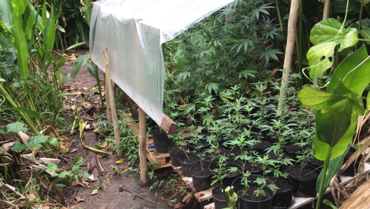 330 pieds de Pakalolo saisis à Raiatea 330 pieds de Pakalolo saisis à Raiatea