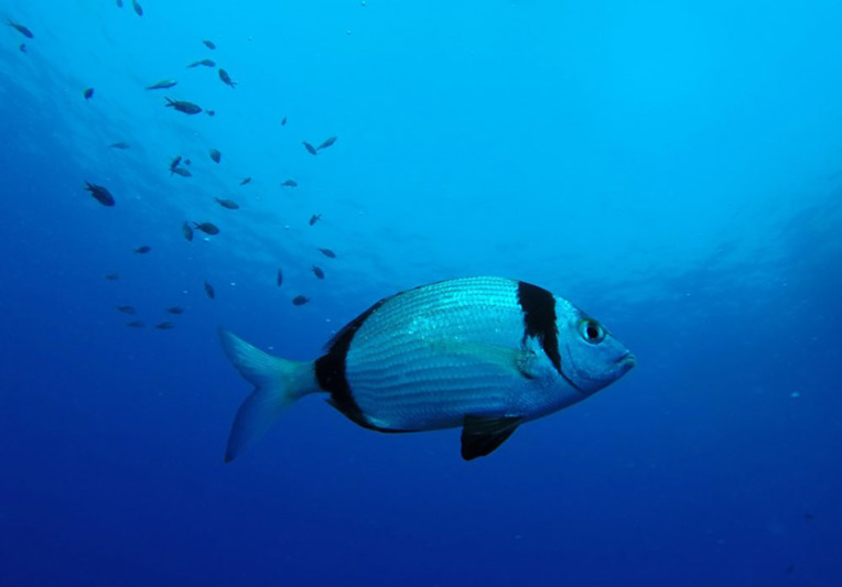 Mort d'un plongeur français dans une grotte en Espagne Mort d'un plongeur français dans une grotte en Espagne
