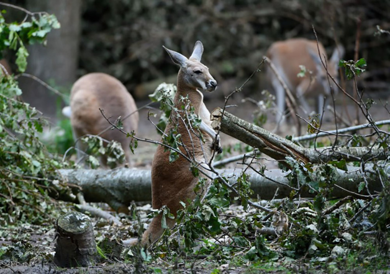 Australie: un homme inculpé pour avoir tranché la gorge d'un kangourou Australie: un homme inculpé pour avoir tranché la gorge d'un kangourou