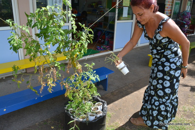 Depuis deux ans, l'école Fareroi Maternelle développe la permaculture.