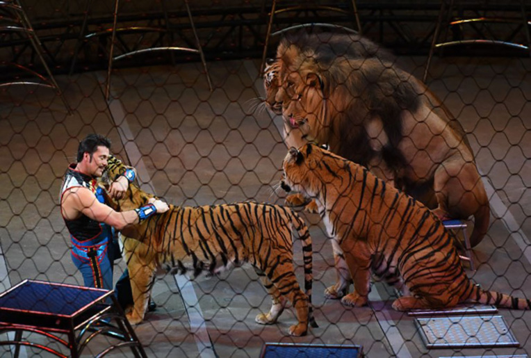 Animaux en captivité: les cirques dénoncent une "campagne de dénigrement"