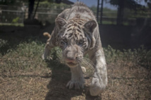 Petite leçon de chasse à destination des félins nés en captivité Petite leçon de chasse à destination des félins nés en captivité