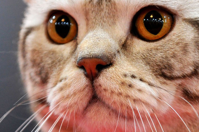 La Fondation 30 millions d'amis sauve 130 chats vivant dans un 25 m2 à Paris