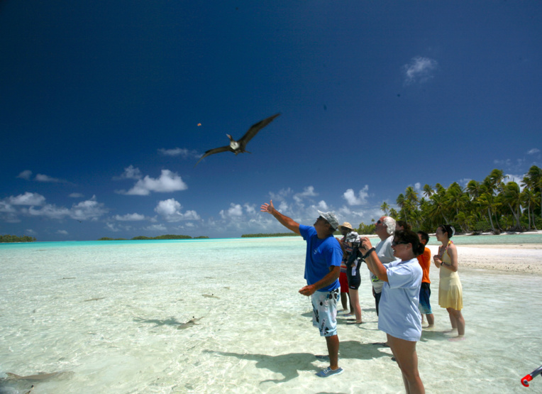 En arrivant, on commence par donner à manger aux frégates qui se disputent des petits morceaux de poissons. En arrivant, on commence par donner à manger aux frégates qui se disputent des petits morceaux de poissons.