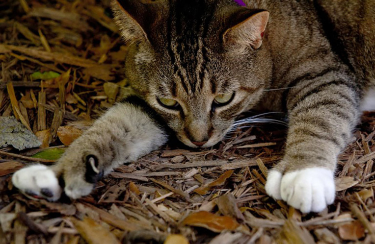 Irma: à Key West, les 54 chats à six doigts d'Hemingway sains et saufs Irma: à Key West, les 54 chats à six doigts d'Hemingway sains et saufs