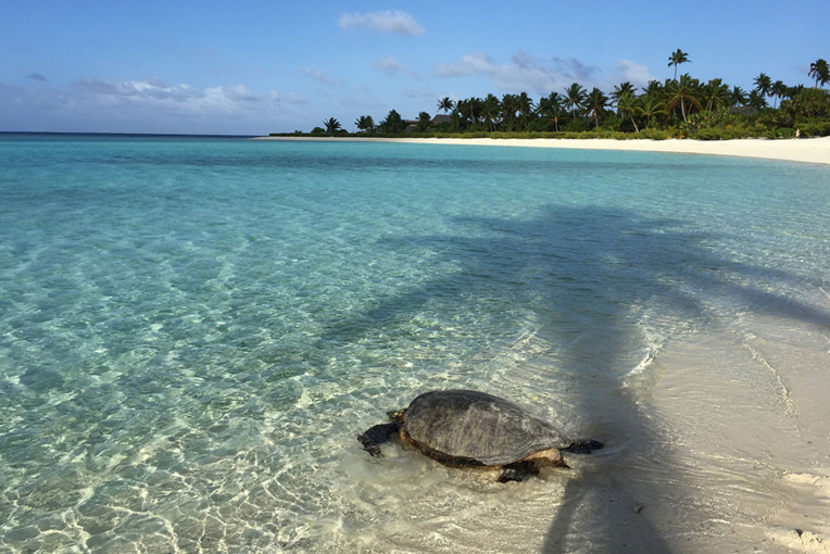 L'île tahitienne de Brando: quand luxe et écologie font cause commune L'île tahitienne de Brando: quand luxe et écologie font cause commune