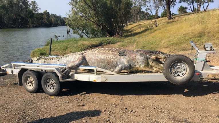 Chasse à l'homme en Australie après la mort d'un crocodile Chasse à l'homme en Australie après la mort d'un crocodile