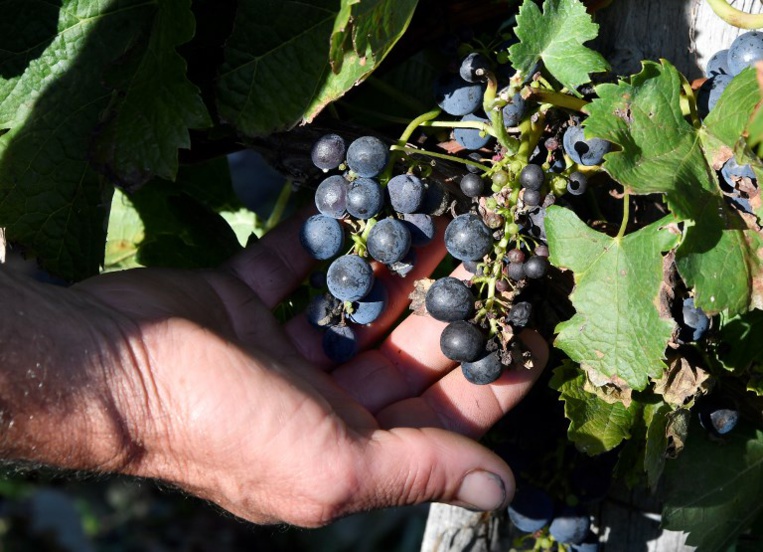 Vendanger dans le bordelais, un casse-tête après le gel du printemps Vendanger dans le bordelais, un casse-tête après le gel du printemps