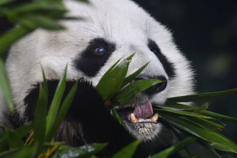 La population de pandas grandit, pas leur territoire La population de pandas grandit, pas leur territoire