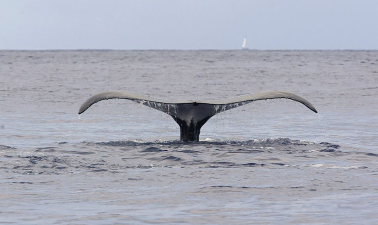 Japon: 177 baleines tuées dans le Pacifique