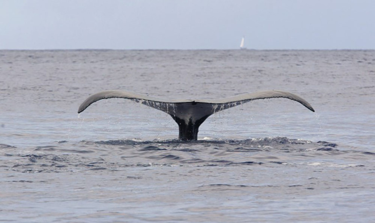 Japon: 177 baleines tuées dans le Pacifique