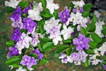 Un jour, une plante: aujourd'hui, découvrez la veuve joyeuse Un jour, une plante: aujourd'hui, découvrez la veuve joyeuse